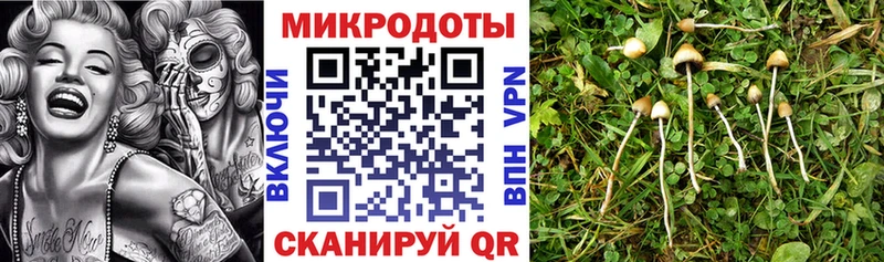 Псилоцибиновые грибы Psilocybine cubensis  Майский 